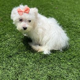 Peach Girl - White female Maltese puppy in Massachusetts from Happy Tail Yorkies and Maltese