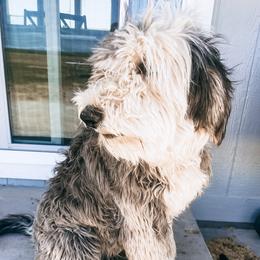Chewie - Sheepadoodle