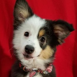 Miniature Australian Shepherds and Toy Australian Shepherds from Triple Ten Aussies