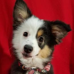 Miniature Australian Shepherds and Toy Australian Shepherds from Triple Ten Aussies