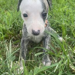 Whippet Puppies from Shannon Whippets