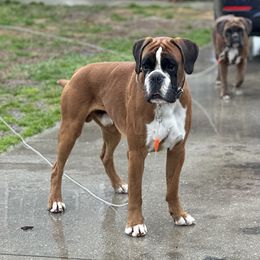 Niko - Boxer