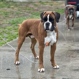 Niko - Boxer