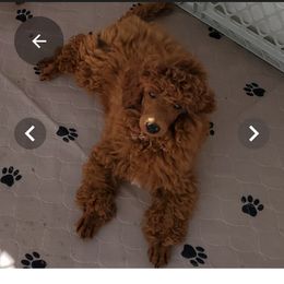 Brandy - Poodle