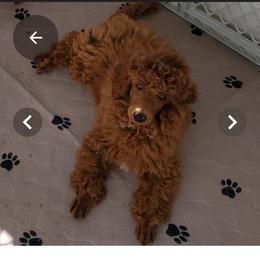 Brandy - Poodle