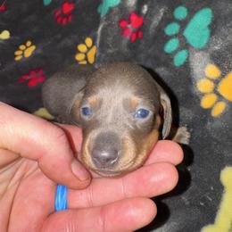 AKC Luna - Gray (blue) and tan female Dachshund puppy in Knoxville, Tennessee from Thea's Puppies