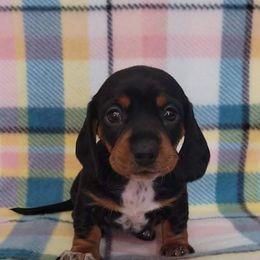 Dachshund Puppies from Grecian Kennel