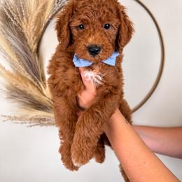 Bennett - Red  male Goldendoodle puppy in Norcross, Georgia from Teddy Puppies