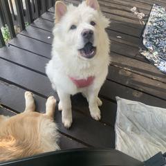 Chow Chow Puppies from Darling Chows