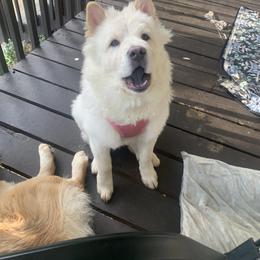 Chow Chow Puppies from Darling Chows