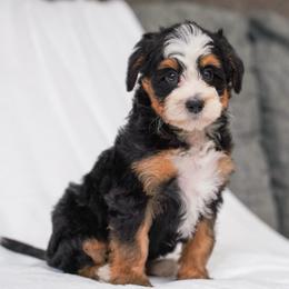 Montana - Tri-color female Bernedoodle puppy in Dundee, Ohio from Down Home Doodle