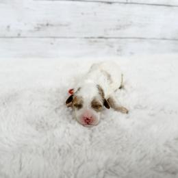 Australian Labradoodle, Bernedoodle, and Cavapoo Puppies from Doodles of Oz