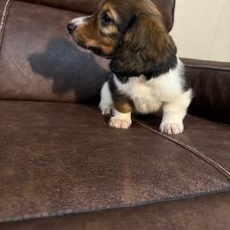 Sherman - Piebald male Dachshund puppy in Magnolia, Texas from Hillyard Ranch