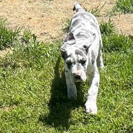 Great Dane Puppies from BkB’s House of Danes