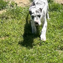 Great Dane Puppies from BkB’s House of Danes