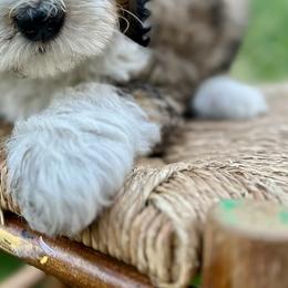 Bernedoodle and Bernese Mountain Dog Puppies from Mercy Mountain Doodles