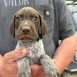 Valor - male German Shorthaired Pointer puppy in Six Mile, South Carolina from The Proper Pointer Co.