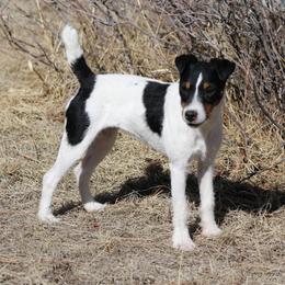 Myra - Jack Russell Terrier