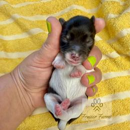 Monte - Parti male Miniature Schnauzer puppy in Happyland, Oklahoma from Fraizer Farms