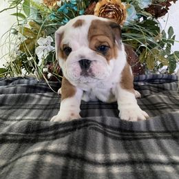 Bulldog Puppies from High Mountain Family Bulldogs