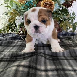 Bulldog Puppies from High Mountain Family Bulldogs