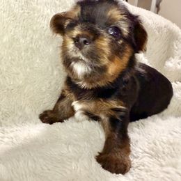 Yorkshire Terrier Puppies from Yorkie Fever