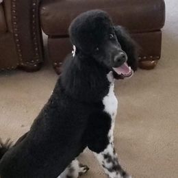 Claire - Poodle