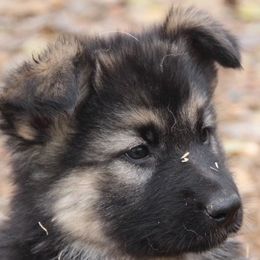 German Shepherds from Mickie Proulx's German Shepherds
