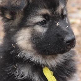 German Shepherds from Mickie Proulx's German Shepherds