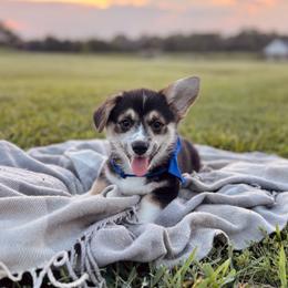 Lulu's Blue Boy - Black and tan male Pembroke Welsh Corgi puppy in Vilonia, Arkansas from Lucky Pups Corgis