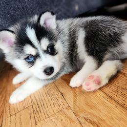 Pomsky Puppies from Nebula Ranch Pomskies