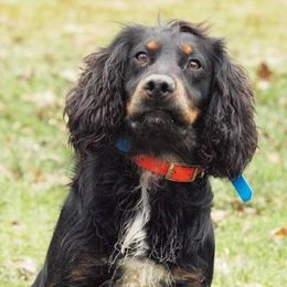 English Cocker Spaniels and Labrador Retrievers from Blue Clay Kennels, LLC.