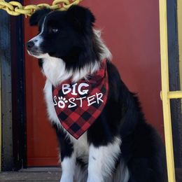 Border Collies from R&Rs Border Collies