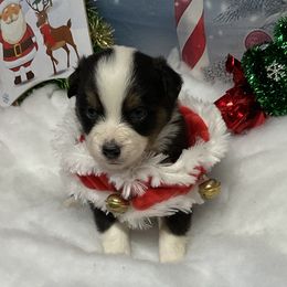 Luna - Black tri female Miniature Australian Shepherd puppy in Signal Mountain, Tennessee from D & D Miniature and Toy Australian Sheppards