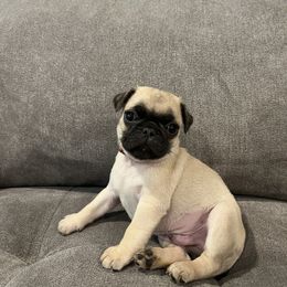 Pug Puppies from Hailey's Pugs