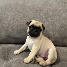 Pug Puppies from Hailey's Pugs