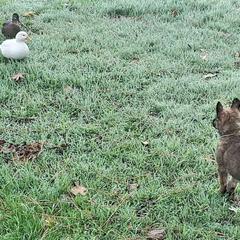 Belgian Laekenois Puppies from Cal Curly Coats Belgian Laekenois