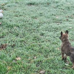Belgian Laekenois Puppies from Cal Curly Coats Belgian Laekenois