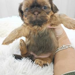 Chocolate dobie marked liver girl - Liver female Shih Tzu puppy in Paradise, California from Richview Shihtzu