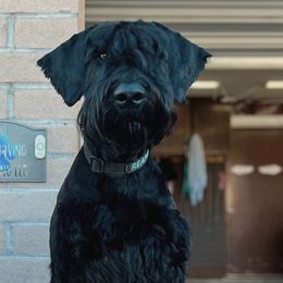 Reaper - Giant Schnauzer