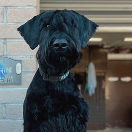 Reaper - Giant Schnauzer