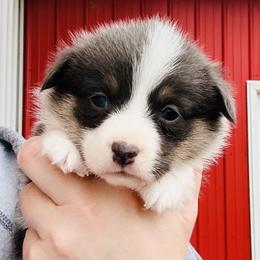 Snowy Owl - Black and tan female Pembroke Welsh Corgi puppy in Ashland, Ohio from SS Australian Shepherds