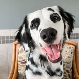 Dalmatians from The Spot House
