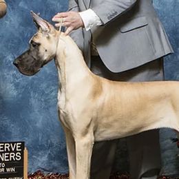 Great Danes from Alpine Great Danes