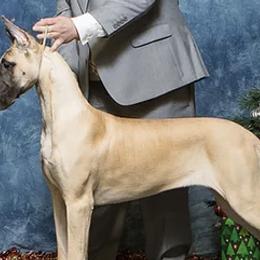 Great Danes from Alpine Great Danes