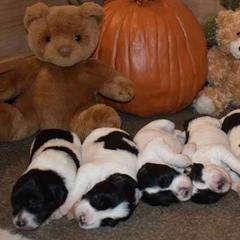 Polish Lowland Sheepdogs from StarPONs
