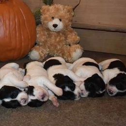 Polish Lowland Sheepdogs from StarPONs