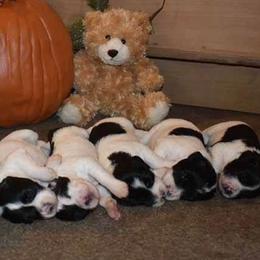 Polish Lowland Sheepdogs from StarPONs