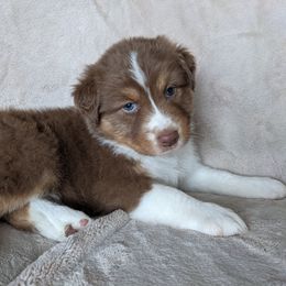 Australian Shepherd Puppies from Wray Aussies