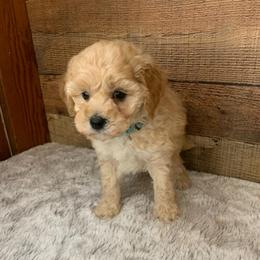 Biscuit - Apricot male Goldendoodle puppy in Haddam, Kansas from Golden B Acres